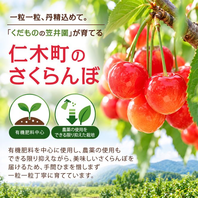 2027年発送 北海道 仁木町産 さくらんぼ (Lサイズ以上) 800g～900g 佐藤錦 又は 紅秀峰 サクランボ チェリー フルーツ 果物 [くだものの笠井園]