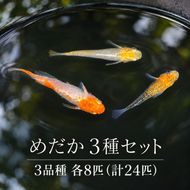 メダカ 3種 セット 計24匹 天女 女雛ラメ 篤姫 めだか 生体 若魚 幼魚 観賞魚 死着保障付 改良メダカ アクアリウム 水槽 ビオトープ 睡蓮鉢 飼育 ペット 生き物 交配 産卵 孵化 3品種 各8匹 屋外飼育 発泡スチロール 香川県 東かがわ市 46312262