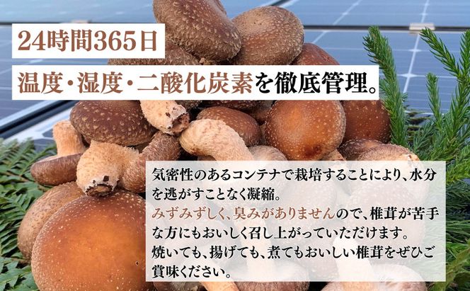 菌床生椎茸「宝珠」 生しいたけ きのこ 1kg 京都府 南丹市