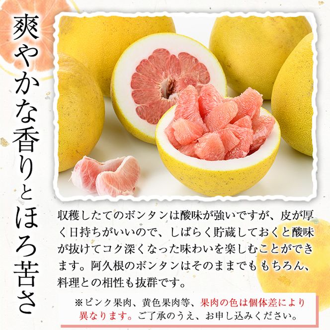 ＜先行予約受付中！2027年1月上旬以降順次発送予定＞竹ん子山のボンタン(約3kg) 国産 鹿児島県産 阿久根産 柑橘 果物 フルーツ ぼんたん 文旦 果実 期間限定 【竹ん子山】akn097-11