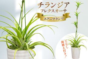 AI176 鉢植えで飾る チランジア フレクスオーサ  [ 観葉植物 インテリア エアープランツ エアプランツ 鉢植え 植物 ガーデン グリーン おしゃれ 北尾洋蘭園 長崎県 島原市 ]