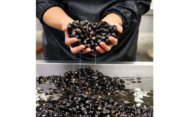 たっぷりエキスの特大しじみ！島根県宍道湖産大和しじみ砂抜き済み 322032_FK001