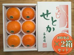 ［2箱セット］ハーフ 化粧箱 柑橘の大トロ ハウス せとか 厳選 6玉入 × 2箱 南泰園 BS155