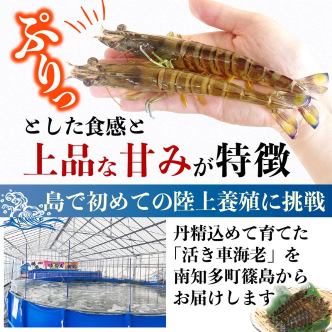 先行予約 活車海老 約200g 指定日必須 クルマエビ