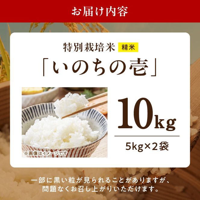 【R8年産新米 先行受付】特別栽培米「いのちの壱」（10kg）＜農家直送＞ ［208K02］ 希少米 10kg 米 新米 精米 白米 ご飯 国産 産地直送 甘い 粘り強い もちもち お取り寄せ こだわり米 愛知県 小牧市 送料無料