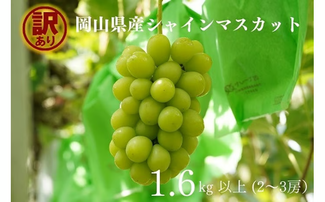 【2026年先行予約】岡山県産 【訳あり】 シャインマスカット 1.6㎏以上（2～3房）産地直送　朝採れ / ぶどう 葡萄 フルーツ 先行予約 真庭市【kgftmt015-02】