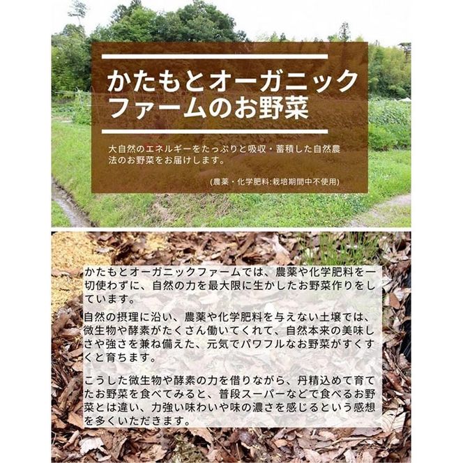 【期間限定】自然栽培のさつまいも 6kg 鳴門金時 京都 亀岡産 かたもとオーガニックファームよりお届け《サツマイモ 野菜 産地直送 国産 スイーツ》 ※2024年11月上旬～2025年1月下旬頃に順次発送予定 ※離島への配送不可