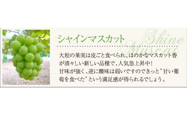 【2026年先行予約】【訳あり】 NISSHOKU FARM ご家庭用シャインマスカット 約1.0㎏（1～3房） / 甘い 岡山 訳アリ わけあり ぶどう ブドウ 葡萄 シャインマスカット 先行予約 フルーツ 果物 特選 真庭市 フルーツ王国【nisfarm019-01】
