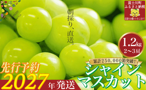 【2027年発送分 先行予約】 シャインマスカット1.2kg（2～3房） 8月中旬以降発送予定 フルーツ 山梨県産 果物 シャイン マスカット ぶどう ブドウ 大粒 種なし 産地直送  富士川町 先行予約（A5302）