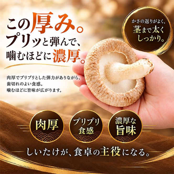 椎茸 北海道 厚岸町 上尾幌 朝どれ 菌床 しいたけ 「極茸」1kg（500g×2