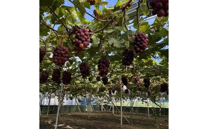 ぶどう 2026年 先行予約 話題の品種 富士の輝 1房詰め 特秀ランク 800g以上 特秀 葡萄 岡山県産 国産 フルーツ 果物 ギフト 【 Nini farm 農家 直送 】 [№5735-3484]