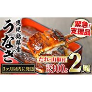 【0114335a】＜3ヶ月以内に発送予定＞東串良町のうなぎ蒲焼(無頭)(2尾・計約300g・タレ、山椒付) うなぎ 高級 ウナギ 鰻 国産 蒲焼 蒲焼き たれ 鹿児島 ふるさと 人気 【アクアおおすみ】