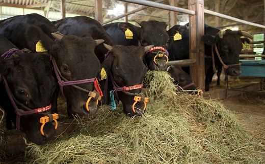 【50-1】≪期間限定≫世界のブランド「松阪牛」　食べ比べ定期便　全6回