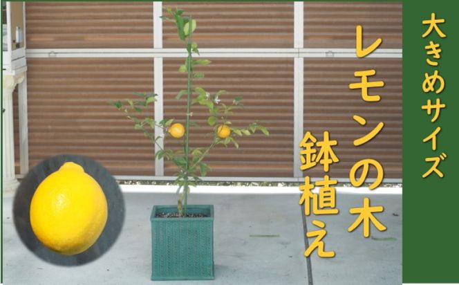 レモンの木 鉢植え 大きめサイズ (緑角鉢32cm) 植木鉢 ガーデン ※配送不可：北海道、沖縄、離島
