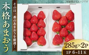 【その日一番のあまおうを即日出荷！】 本格 あまおう ( 285g × 2パック) いちご 苺 糸島市 / みのりのりん[ABD002]
