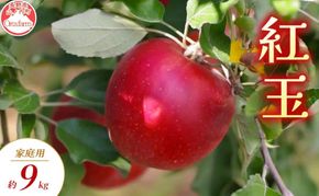 【2026年9月～発送】紅玉 家庭用 約9kg りんご リンゴ 林檎 果物 フルーツ 長野県 長野 山ノ内町