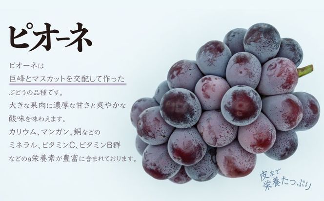 【2026年 先行予約】 山梨県都留市産 朝採れ ピオーネ ２~3房（約1.0kg以上）| 山梨 ブドウ フルーツ ピオーネ 先行予約 新鮮 デザート 贈答
