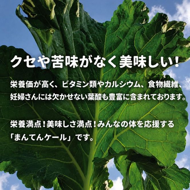 まんてんケール 　冷凍カットケールセット 野菜 冷凍野菜 食べやすい スムージー ソテー 炒め物 食材 食卓