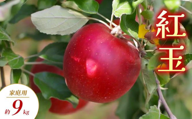 【2026年9月～発送】紅玉 家庭用 約9kg りんご リンゴ 林檎 果物 フルーツ 長野県 長野 山ノ内町
