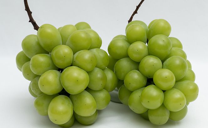 ぶどう 2026年 先行予約 シャイン マスカット 晴王 2房（合計約1.1kg）化粧箱入り マスカット ブドウ 葡萄  岡山県産 国産 フルーツ 果物 ギフト 果物類 大粒 1.1kg 