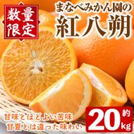 ＜先行予約受付中！2027年2月上旬以降順次発送予定＞まなべみかん園の紅八朔(約20kg) 国産 鹿児島県産 阿久根市産 柑橘類 果物 フルーツ べにはっさく 期間限定 数量限定 贈答用 ギフト デザート 【有限会社まなべみかん園】akn034-18