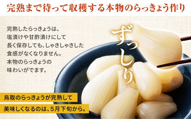 325.【特別栽培】生ラッキョウ　計4kg（ラクダラッキョウ×2kg　玉ラッキョウ×2kg）　※2026年5月下旬～7月上旬頃に順次発送予定 313726_AP001