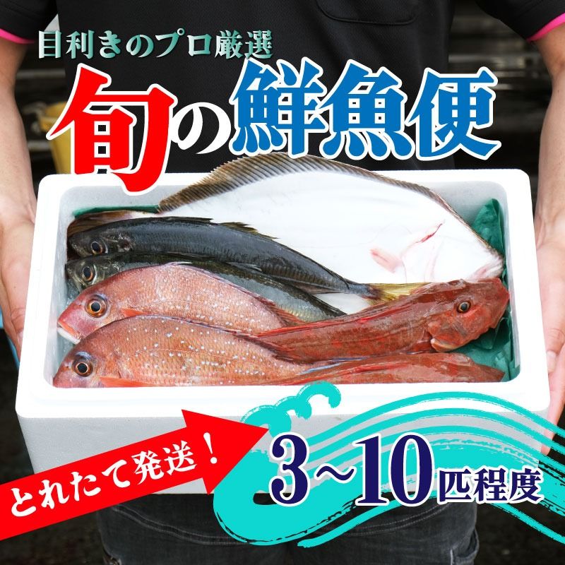 鮮魚便 鮮魚 旬 獲れたて セット 詰め合わせ 魚介類 海の幸 56500295