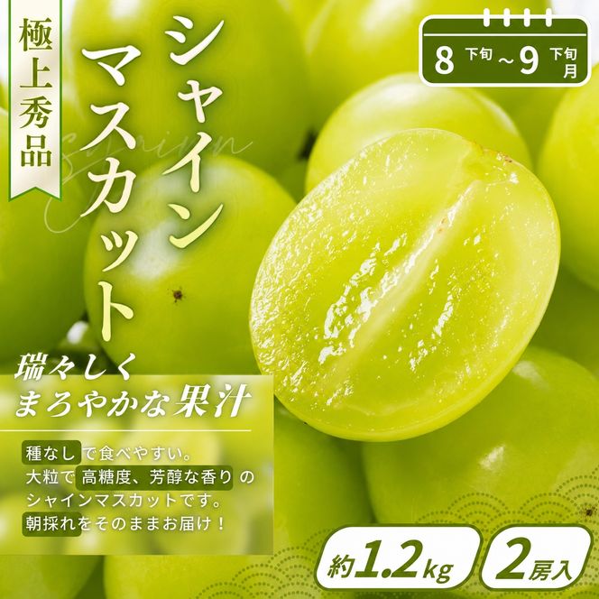 【フルーツ定期便・全3回】品質に自信あり！くしがきの里から直送　桃・シャインマスカット・まりひめを季節ごとにお届け! / 定期便 桃 もも シャインマスカット マスカット いちご イチゴ 苺 果物 フルーツ 3回【kgr530-ku3】