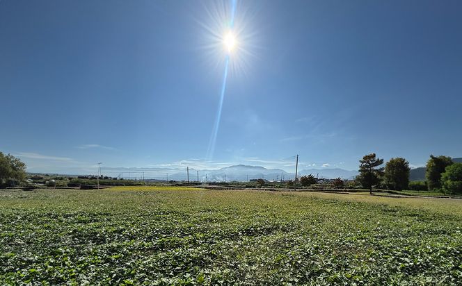 【山梨県産】紅はるか干し芋（キッポシ）５００ｇ（１００ｇ×５袋）　ほしいも 干しいも ほし芋 紅ハルカ 紅はるか きっぽし さつまいも 芋 お芋 山梨 やまなし 富士川町