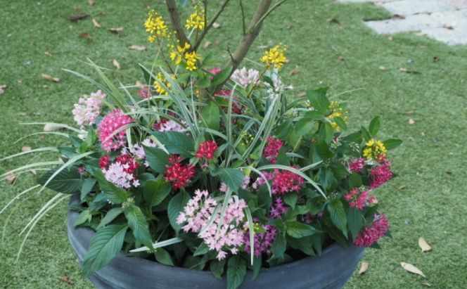 植物 レモン 花 寄植え 特大サイズ レモンの木と季節のお花 寄せ植え ガーデニング 配送不可：北海道、沖縄、離島 