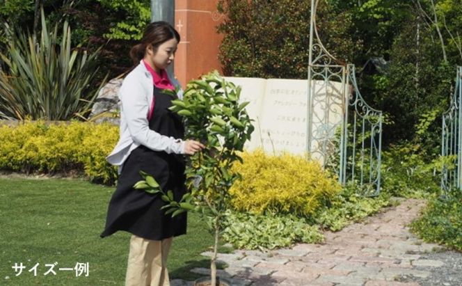 苗木 柑橘苗 大きめサイズ 伊予柑 1本 配送不可 北海道 沖縄 離島 果物の苗木 伊予柑の苗木 植物 庭 ガーデニング むきやすい 食べやすい 