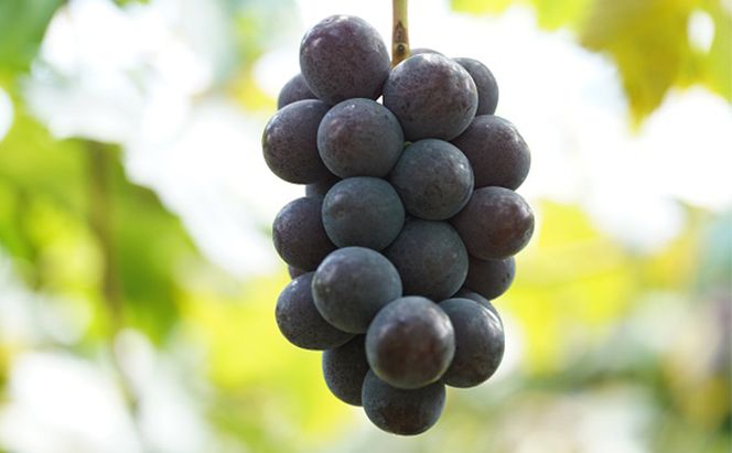 厳選 ニューピオーネ 2房 合計1.0kg以上 産地直送 朝採れ ぶどう 葡萄 Kawahara Green Farm 岡山県産 2026年 果物 フルーツ 酸味 さっぱり 食べやすい 人気 甘い 美味しい 