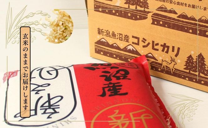 【令和7年産】魚沼産新之助(玄米)5kg 米 お米 玄米 しんのすけ 中魚沼 新潟県 十日町市