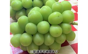 シャインマスカット 3房 合計1.7kg以上 葡萄 フルーツ 岡山 高梁市産 こあに葡萄園 2026年 先行予約 果物類 ぶどう ブドウ 