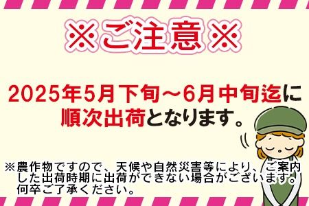 予約受付！数量限定＜宮崎県産 スイートコーン 約4.5kg＞2025年5月下旬～6月中旬迄に順次出荷【 先行予約 穀物 野菜 甘い 季節限定 とうもろこし おやつ ご飯 スープ サラダ BBQ 屋台 】【a0038_ja】