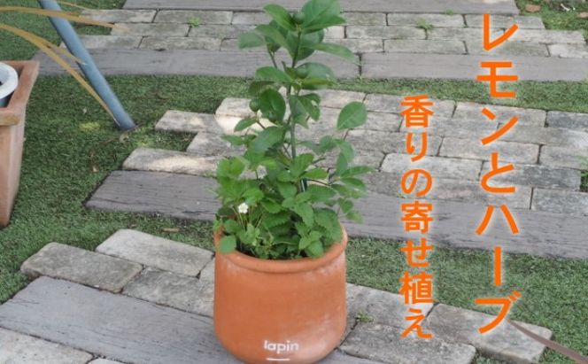 寄せ植え レモンとハーブ 香り ラウンド型 テラコッタ鉢 25cm 配送不可 北海道 沖縄 離島 苗木 インテリア 実用性 緑 植物 受粉樹 不要 毎年 実がなる 育てやすい 料理 鑑賞用 