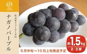 ナガノパープル 約1.5kg 2～3房 [おぶせファーマーズ] 果物 フルーツ ぶどう 葡萄 冷蔵便 クール便 長野県産 信州産 令和7年産 【2025年9月中旬〜10月上旬発送】 ［FB-22］