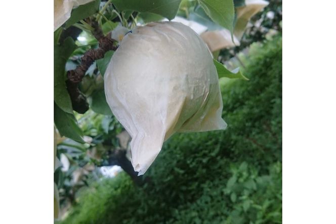 【先行予約／数量限定100】訳あり 廿世紀梨 5kg（2026年9月上旬～発送）　FK00021