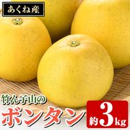 ＜先行予約受付中！2027年1月上旬以降順次発送予定＞竹ん子山のボンタン(約3kg) 国産 鹿児島県産 阿久根産 柑橘 果物 フルーツ ぼんたん 文旦 果実 期間限定 【竹ん子山】akn097-11
