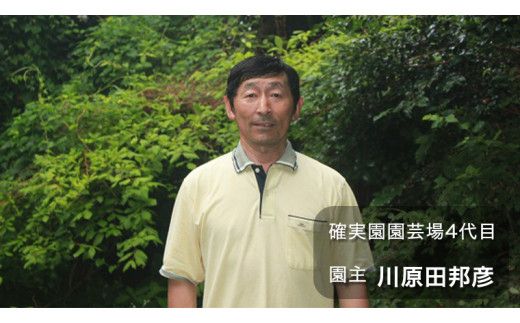 ジャバラの苗 8号ポット 1点 家庭 で 園芸 鉢植え 苗 庭木 果樹 ガーデニング 植物 確実園