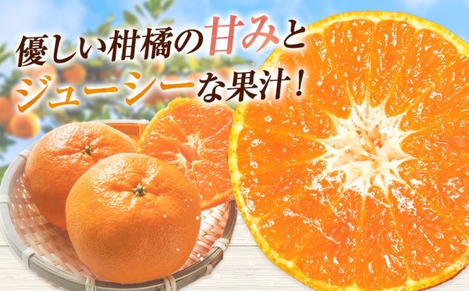 西南のひかり 約5kg さかもと果樹園《12月中旬-12月末頃出荷》熊本県 玉名郡 玉東町 みかん 柑橘 フルーツ 果物 ご家庭用 サイズミックス---gkt_skm_6_5kg---