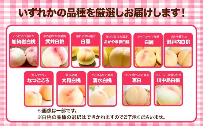 先行受付 岡山県産 白桃 1玉 240g以上 6玉入り ロイヤル 《7月中旬-8月下旬頃出荷》 【配送不可地域あり】---H-65---