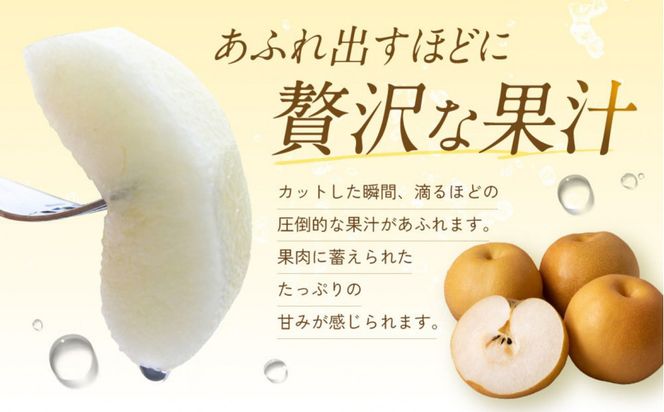 【先行予約】ギフト用 数量限定 鳥取県産”王秋梨（おうしゅうなし）” 約5kg （8～15玉）≪2026年11月中旬頃出荷≫ 312011_GT005