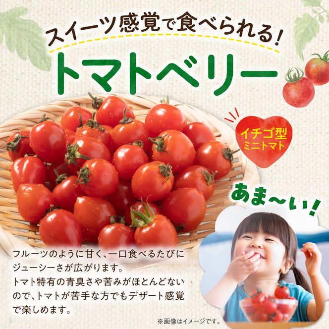 いちご型ミニトマト 「トマトベリー」 3Kg 自根栽培 濃厚 野菜 寒暖差 甘い 子供 サラダ_Y165-0001