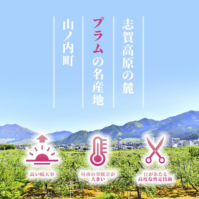 【2026年発送】志賀高原の麓で育った プラム 貴陽大玉10玉約1.5kg プラム すもも フルーツ 果物 長野