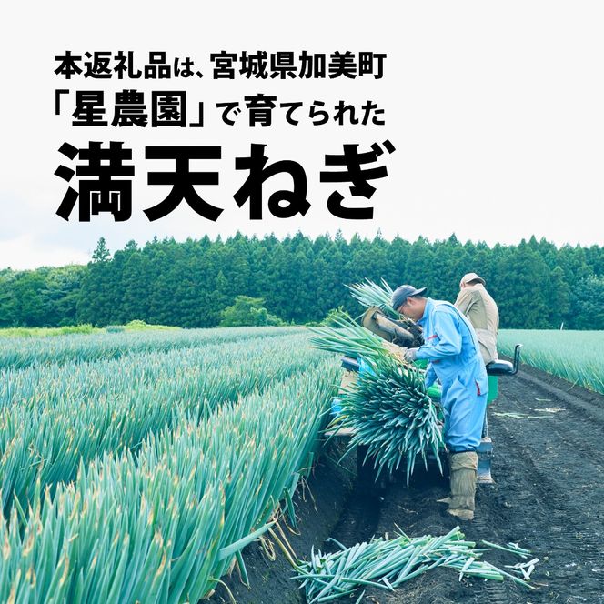 【先行予約】 長ネギ 3kg 2Lサイズ 満天ねぎ 加美町産 星農園 | 長ネギ 3kg 2Lサイズ 満天ねぎ 宮城県 加美町 星農園 先行予約 産地直送 甘み 旨味 みずみずしい ジューシー とろみ 鍋 焼きねぎ 炒め物 国産 野菜 | tm-ng-2l03