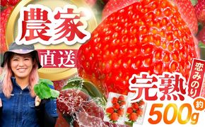 【2026年1月～発送】南島原産 いちご 「恋みのり」約250g×2P / イチゴ 苺 フルーツ 果物 / 南島原市 / あゆみfarm[SFF006]