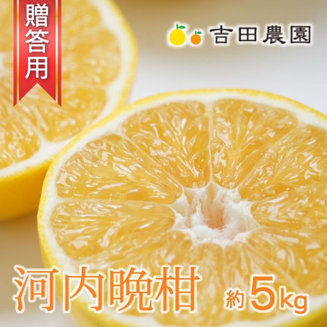 【先行予約】  贈答用 河内晩柑 5kg 10000円 みかん かわちばんかん 愛南ゴールド あいなん ゴールド 夏 文旦 和製 グレープフルーツ 家庭用 産地直送 国産 農家直送 期間限定 ビタミン 健康 おいしい 特産品 ゼリー ジュース アイス 等に 人気 限定 さわやか 甘い フルーツ 果物 柑橘 mikan 蜜柑 ミカン ギフト プレゼント おすそわけ 吉田農園 愛南町 愛媛県