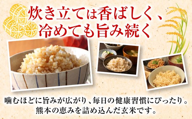 《令和7年産》 くまさんの輝き 玄米 10kg 熊本県 八代市産 米 お米 国産
