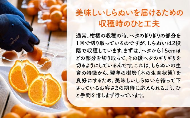 【先行予約】産地直送！愛媛県産しらぬい（不知火） 5kg（2027年2月中旬より順次発送） IKTF017